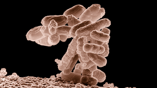 Artificial Genome Scientists Want to Build Human Cells That Are Impervious to Viruses<em></em>